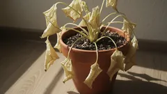 10 motive neașteptate pentru care plantele tale mor, în ciuda îngrijirii